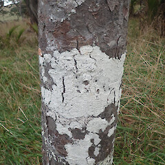 Corticolous on edge of coastal forest on exposed rimu, Maunganui Bluff Far North.<br>Photographer: Marley Ford, Date taken: 12/06/2020, Licence: <a target='_blank' href='https://creativecommons.org/licenses/by/4.0'>CC BY</a>. <a class='member-message' href='/nzpcn/why-join-nzpcn/' target='_blank'>Members can view a larger version of this image.</a>