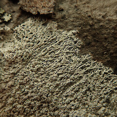 Corticolous on edge of coastal forest on exposed rimu, Maunganui Bluff Far North.<br>Photographer: Marley Ford, Date taken: 12/06/2020, Licence: <a target='_blank' href='https://creativecommons.org/licenses/by/4.0'>CC BY</a>. <a class='member-message' href='/nzpcn/why-join-nzpcn/' target='_blank'>Members can view a larger version of this image.</a>