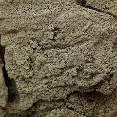 Corticolous on edge of coastal forest on exposed rimu, Maunganui Bluff Far North.<br>Photographer: Marley Ford, Date taken: 12/06/2020, Licence: <a target='_blank' href='https://creativecommons.org/licenses/by/4.0'>CC BY</a>. <a class='member-message' href='/nzpcn/why-join-nzpcn/' target='_blank'>Members can view a larger version of this image.</a>