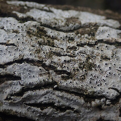 Corticolous on mangroves, Westmere Auckland.<br>Photographer: Marley Ford, Date taken: 20/09/2021, Licence: <a target='_blank' href='https://creativecommons.org/licenses/by/4.0'>CC BY</a>. <a class='member-message' href='/nzpcn/why-join-nzpcn/' target='_blank'>Members can view a larger version of this image.</a>