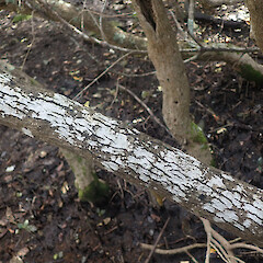 Corticolous on mangroves, Westmere Auckland.<br>Photographer: Marley Ford, Date taken: 20/09/2021, Licence: <a target='_blank' href='https://creativecommons.org/licenses/by/4.0'>CC BY</a>. <a class='member-message' href='/nzpcn/why-join-nzpcn/' target='_blank'>Members can view a larger version of this image.</a>