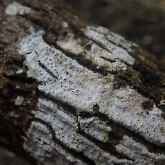 Corticolous on mangroves, Westmere Auckland.<br>Photographer: Marley Ford, Date taken: 20/09/2021, Licence: <a target='_blank' href='https://creativecommons.org/licenses/by/4.0'>CC BY</a>. <a class='member-message' href='/nzpcn/why-join-nzpcn/' target='_blank'>Members can view a larger version of this image.</a>