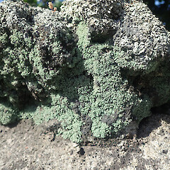 Local on basalt rock wall, Cornwall Park/Maungakiekie Auckland.<br>Photographer: Marley Ford, Date taken: 25/09/2021, Licence: <a target='_blank' href='https://creativecommons.org/licenses/by/4.0'>CC BY</a>. <a class='member-message' href='/nzpcn/why-join-nzpcn/' target='_blank'>Members can view a larger version of this image.</a>