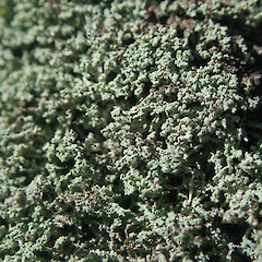 Local on basalt rock wall, Cornwall Park/Maungakiekie Auckland.<br>Photographer: Marley Ford, Date taken: 25/09/2021, Licence: <a target='_blank' href='https://creativecommons.org/licenses/by/4.0'>CC BY</a>. <a class='member-message' href='/nzpcn/why-join-nzpcn/' target='_blank'>Members can view a larger version of this image.</a>