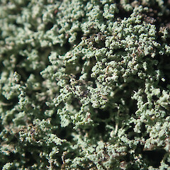 Local on basalt rock wall, Cornwall Park/Maungakiekie Auckland.<br>Photographer: Marley Ford, Date taken: 25/09/2021, Licence: <a target='_blank' href='https://creativecommons.org/licenses/by/4.0'>CC BY</a>. <a class='member-message' href='/nzpcn/why-join-nzpcn/' target='_blank'>Members can view a larger version of this image.</a>