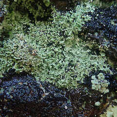 Saxicolous on basalt rock above high tide mark, locally abundant, Whakatane Bay of Plenty.<br>Photographer: Marley Ford, Date taken: 17/07/2022, Licence: <a target='_blank' href='https://creativecommons.org/licenses/by/4.0'>CC BY</a>. <a class='member-message' href='/nzpcn/why-join-nzpcn/' target='_blank'>Members can view a larger version of this image.</a>