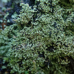 Saxicolous on basalt rock above high tide mark, locally abundant, Whakatane Bay of Plenty.<br>Photographer: Marley Ford, Date taken: 17/06/2022, Licence: <a target='_blank' href='https://creativecommons.org/licenses/by/4.0'>CC BY</a>. <a class='member-message' href='/nzpcn/why-join-nzpcn/' target='_blank'>Members can view a larger version of this image.</a>