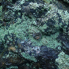 Saxicolous on basalt rock above high tide mark, locally abundant, Whakatane Bay of Plenty.<br>Photographer: Marley Ford, Date taken: 17/06/2022, Licence: <a target='_blank' href='https://creativecommons.org/licenses/by/4.0'>CC BY</a>. <a class='member-message' href='/nzpcn/why-join-nzpcn/' target='_blank'>Members can view a larger version of this image.</a>