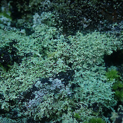 Saxicolous on basalt rock above high tide mark, locally abundant, Whakatane Bay of Plenty.<br>Photographer: Marley Ford, Date taken: 17/06/2022, Licence: <a target='_blank' href='https://creativecommons.org/licenses/by/4.0'>CC BY</a>. <a class='member-message' href='/nzpcn/why-join-nzpcn/' target='_blank'>Members can view a larger version of this image.</a>