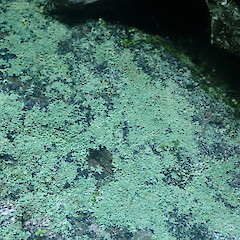 Saxicolous on basalt rock above high tide mark, locally abundant, Whakatane Bay of Plenty.<br>Photographer: Marley Ford, Date taken: 17/07/2022, Licence: <a target='_blank' href='https://creativecommons.org/licenses/by/4.0'>CC BY</a>. <a class='member-message' href='/nzpcn/why-join-nzpcn/' target='_blank'>Members can view a larger version of this image.</a>
