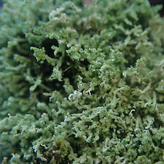 Saxicolous on basalt rock above high tide mark, locally abundant, Whakatane Bay of Plenty.<br>Photographer: Marley Ford, Date taken: 17/07/2022, Licence: <a target='_blank' href='https://creativecommons.org/licenses/by/4.0'>CC BY</a>. <a class='member-message' href='/nzpcn/why-join-nzpcn/' target='_blank'>Members can view a larger version of this image.</a>