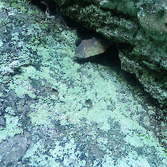 Saxicolous on basalt rock above high tide mark, locally abundant, Whakatane Bay of Plenty.<br>Photographer: Marley Ford, Date taken: 17/07/2022, Licence: <a target='_blank' href='https://creativecommons.org/licenses/by/4.0'>CC BY</a>. <a class='member-message' href='/nzpcn/why-join-nzpcn/' target='_blank'>Members can view a larger version of this image.</a>