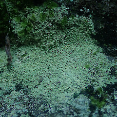 Lepraria arbuscula