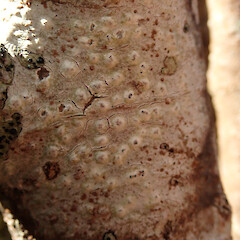 Corticolous on Coprosma propinqua, Banks Peninsula Canterbury.<br>Photographer: Melissa Hutchison, Date taken: 08/11/2022, Licence: <a target='_blank' href='https://creativecommons.org/licenses/by/4.0'>CC BY</a>. <a class='member-message' href='/nzpcn/why-join-nzpcn/' target='_blank'>Members can view a larger version of this image.</a>