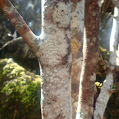 Corticolous on Coprosma propinqua, Banks Peninsula Canterbury.<br>Photographer: Marley Ford, Date taken: 08/11/2022, Licence: <a target='_blank' href='https://creativecommons.org/licenses/by/4.0'>CC BY</a>. <a class='member-message' href='/nzpcn/why-join-nzpcn/' target='_blank'>Members can view a larger version of this image.</a>