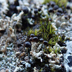 Stereocaulon gregarium