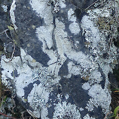 Saxicolous on basalt rock, Cape Palliser Wairarapa.<br>Photographer: Marley Ford, Date taken: 22/07/2022, Licence: Public domain. <a class='member-message' href='/nzpcn/why-join-nzpcn/' target='_blank'>Members can view a larger version of this image.</a>