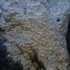 Pertusaria subverrucosa