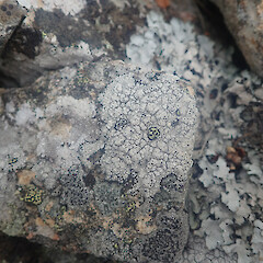 Saxicolous with a variety of other crustose species on exposed rock, Windwhistle Canterbury. <br>Photographer: Marley Ford, Date taken: 11/11/2022, Licence: <a target='_blank' href='https://creativecommons.org/licenses/by/4.0'>CC BY</a>. <a class='member-message' href='/nzpcn/why-join-nzpcn/' target='_blank'>Members can view a larger version of this image.</a>