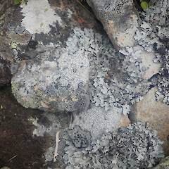 Saxicolous with a variety of other crustose species on exposed rock, Windwhistle Canterbury. <br>Photographer: Marley Ford, Date taken: 11/11/2022, Licence: <a target='_blank' href='https://creativecommons.org/licenses/by/4.0'>CC BY</a>. <a class='member-message' href='/nzpcn/why-join-nzpcn/' target='_blank'>Members can view a larger version of this image.</a>