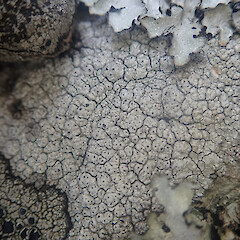 Saxicolous with a variety of other crustose species on exposed rock, Windwhistle Canterbury. <br>Photographer: Marley Ford, Date taken: 11/11/2022, Licence: <a target='_blank' href='https://creativecommons.org/licenses/by/4.0'>CC BY</a>. <a class='member-message' href='/nzpcn/why-join-nzpcn/' target='_blank'>Members can view a larger version of this image.</a>