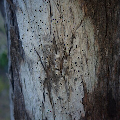 Rare, corticolous on Kunzea robusta in coastal forest, Cape Palliser Wellington.<br>Photographer: Marley Ford, Date taken: 03/07/2022, Licence: <a target='_blank' href='https://creativecommons.org/licenses/by/4.0'>CC BY</a>. <a class='member-message' href='/nzpcn/why-join-nzpcn/' target='_blank'>Members can view a larger version of this image.</a>