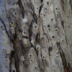Rare, corticolous on Kunzea robusta in coastal forest, Cape Palliser Wellington.<br>Photographer: Marley Ford, Date taken: 03/07/2022, Licence: <a target='_blank' href='https://creativecommons.org/licenses/by/4.0'>CC BY</a>. <a class='member-message' href='/nzpcn/why-join-nzpcn/' target='_blank'>Members can view a larger version of this image.</a>