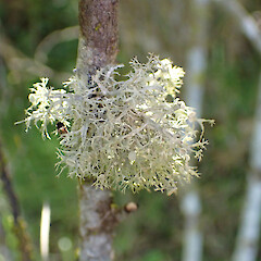 Ramalina glaucescens