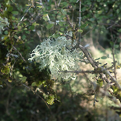 Corticolous in grey scrub on Coprosma wallii of forest edge, Deanburn Southland.<br>Photographer: Marley Ford, Date taken: 16/06/2022, Licence: Public domain. <a class='member-message' href='/nzpcn/why-join-nzpcn/' target='_blank'>Members can view a larger version of this image.</a>