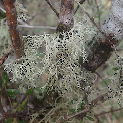 Corticolous in grey scrub on Coprosma wallii of forest edge, Catlins Otago.<br>Photographer: Marley Ford, Date taken: 12/06/2022, Licence: <a target='_blank' href='https://creativecommons.org/licenses/by/4.0'>CC BY</a>. <a class='member-message' href='/nzpcn/why-join-nzpcn/' target='_blank'>Members can view a larger version of this image.</a>