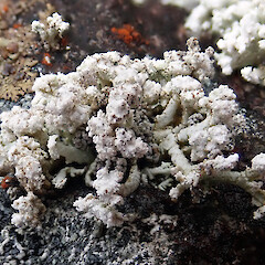 Stereocaulon corticatulum