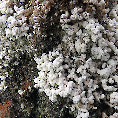 Kahurangi National Park.<br>Photographer: Peter J de Lange, Licence: <a target='_blank' href='https://creativecommons.org/licenses/by-nc/4.0'>CC BY-NC</a>. <a class='member-message' href='/nzpcn/why-join-nzpcn/' target='_blank'>Members can view a larger version of this image.</a>
