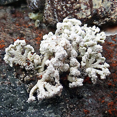 Kahurangi National Park.<br>Photographer: Peter J de Lange, Licence: <a target='_blank' href='https://creativecommons.org/licenses/by-nc/4.0'>CC BY-NC</a>. <a class='member-message' href='/nzpcn/why-join-nzpcn/' target='_blank'>Members can view a larger version of this image.</a>