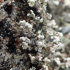 Kahurangi National Park.<br>Photographer: Peter J de Lange, Licence: <a target='_blank' href='https://creativecommons.org/licenses/by-nc/4.0'>CC BY-NC</a>. <a class='member-message' href='/nzpcn/why-join-nzpcn/' target='_blank'>Members can view a larger version of this image.</a>