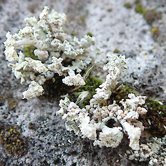 Banks Peninsula.<br>Photographer: Melissa Hutchison, Date taken: 23/06/2019, Licence: <a target='_blank' href='https://creativecommons.org/licenses/by-nc/4.0'>CC BY-NC</a>. <a class='member-message' href='/nzpcn/why-join-nzpcn/' target='_blank'>Members can view a larger version of this image.</a>