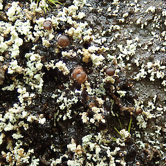 Northland.<br>Photographer: Melissa Hutchison, Date taken: 19/05/2022, Licence: <a target='_blank' href='https://creativecommons.org/licenses/by-nc/4.0'>CC BY-NC</a>. <a class='member-message' href='/nzpcn/why-join-nzpcn/' target='_blank'>Members can view a larger version of this image.</a>