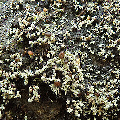 Northland.<br>Photographer: Melissa Hutchison, Date taken: 19/05/2022, Licence: <a target='_blank' href='https://creativecommons.org/licenses/by-nc/4.0'>CC BY-NC</a>. <a class='member-message' href='/nzpcn/why-join-nzpcn/' target='_blank'>Members can view a larger version of this image.</a>