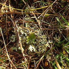 Dry grassland, West Melton, Christchurch.<br>Photographer: Marley Ford, Licence: <a target='_blank' href='https://creativecommons.org/licenses/by-nc/4.0'>CC BY-NC</a>. <a class='member-message' href='/nzpcn/why-join-nzpcn/' target='_blank'>Members can view a larger version of this image.</a>
