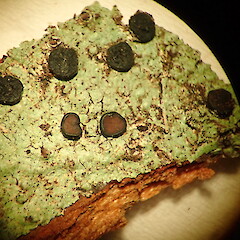 Megalospora pupa