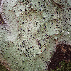 Megalospora gompholoma subsp. gompholoma