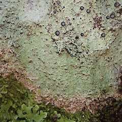 Hay Reserve, Banks Peninsula.<br>Photographer: Allison Knight, Licence: <a target='_blank' href='https://creativecommons.org/licenses/by-nc/4.0'>CC BY-NC</a>. <a class='member-message' href='/nzpcn/why-join-nzpcn/' target='_blank'>Members can view a larger version of this image.</a>