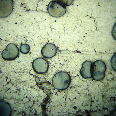 Wharariki.<br>Photographer: Peter J de Lange, Licence: Public domain. <a class='member-message' href='/nzpcn/why-join-nzpcn/' target='_blank'>Members can view a larger version of this image.</a>