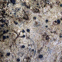 Photographer: Peter J de Lange, Licence: Public domain. <a class='member-message' href='/nzpcn/why-join-nzpcn/' target='_blank'>Members can view a larger version of this image.</a>