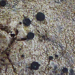 Photographer: Peter J de Lange, Licence: Public domain. <a class='member-message' href='/nzpcn/why-join-nzpcn/' target='_blank'>Members can view a larger version of this image.</a>