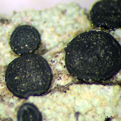 Photographer: Peter J de Lange, Licence: Public domain. <a class='member-message' href='/nzpcn/why-join-nzpcn/' target='_blank'>Members can view a larger version of this image.</a>