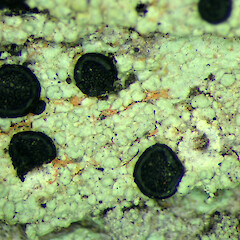 Photographer: Peter J de Lange, Licence: Public domain. <a class='member-message' href='/nzpcn/why-join-nzpcn/' target='_blank'>Members can view a larger version of this image.</a>