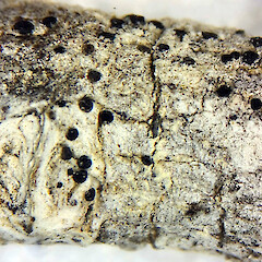 Image: taken by A.J. Marshall based on herbarium material collected by P.J. de Lange from the canopy branchlets of Metrosideros excelsa × M. robusta. Te Paki, Unuwhao Forest, below Tarure Hill.<br>Photographer: Peter J de Lange, Date taken: 20/06/2023, Licence: <a target='_blank' href='https://creativecommons.org/licenses/by/4.0'>CC BY</a>. <a class='member-message' href='/nzpcn/why-join-nzpcn/' target='_blank'>Members can view a larger version of this image.</a>