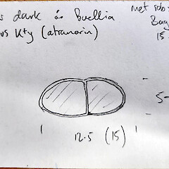 Drawing of ascospores from herbarium material.<br>Photographer: Peter J de Lange, Date taken: 20/06/2023, Licence: <a target='_blank' href='https://creativecommons.org/licenses/by/4.0'>CC BY</a>. <a class='member-message' href='/nzpcn/why-join-nzpcn/' target='_blank'>Members can view a larger version of this image.</a>
