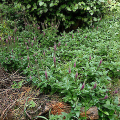 Poorman Stream Track, Nelson.<br>Photographer: Duncan Cunningham, Date taken: 26/04/2023, Licence: Public domain. <a class='member-message' href='/nzpcn/why-join-nzpcn/' target='_blank'>Members can view a larger version of this image.</a>
