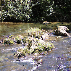 Habitat.<br>Photographer: Jane Gosden, Date taken: 22/01/2023, Licence: <a target='_blank' href='https://creativecommons.org/licenses/by-nc/4.0'>CC BY-NC</a>. <a class='member-message' href='/nzpcn/why-join-nzpcn/' target='_blank'>Members can view a larger version of this image.</a>